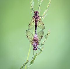 Lynda Haney-Mating Snipe Flies-Commended.jpg